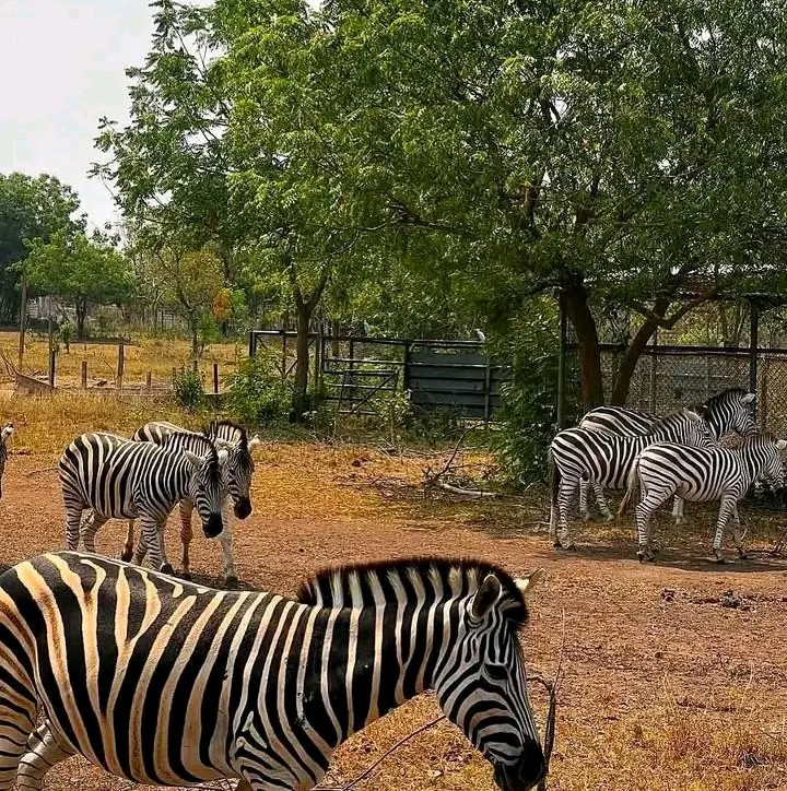 Mole National Park
