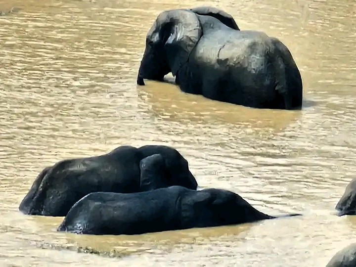 Mole National Park