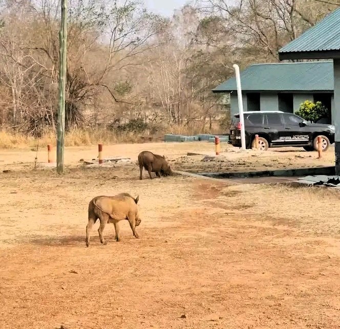 Mole National Park
